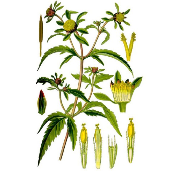 Череда трёхраздельная