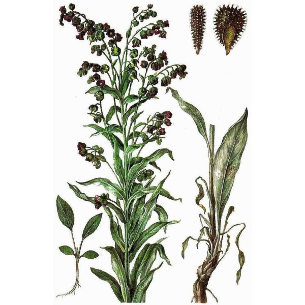 Чернокорень лекарственный