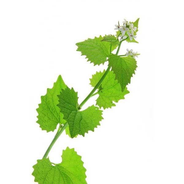 Чесночница черешковая