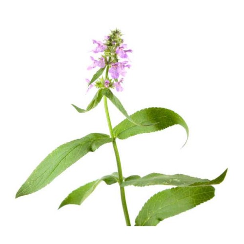 Чистец болотный фото