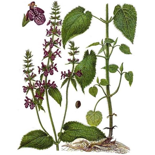 Чистец лесной фото