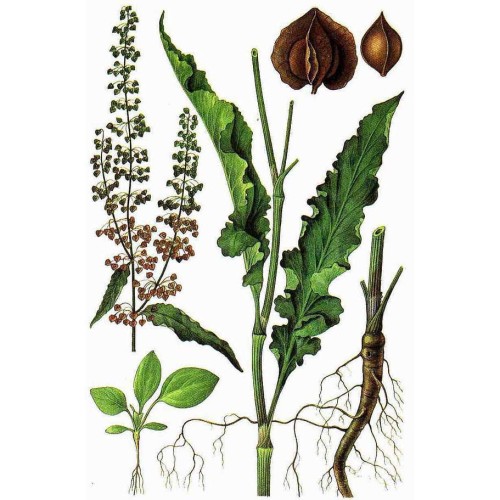 Щавель курчавый фото