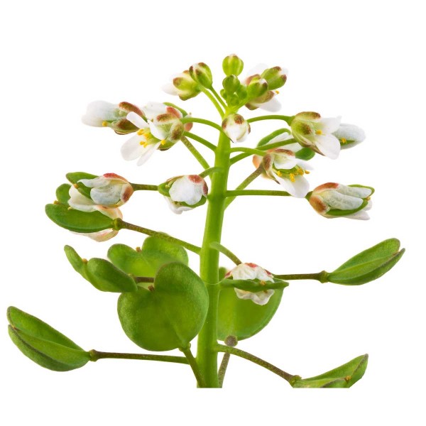 Ярутка полевая