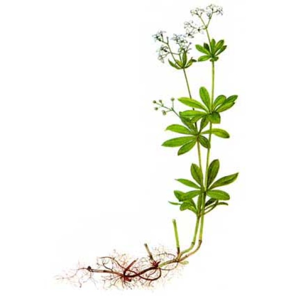 Ясменник пахучий