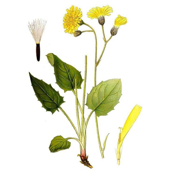 Ястребинка волосистая