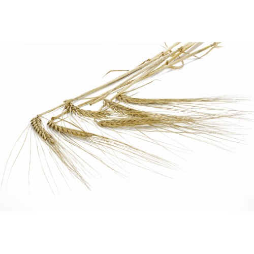 Ячмень обыкновенный фото