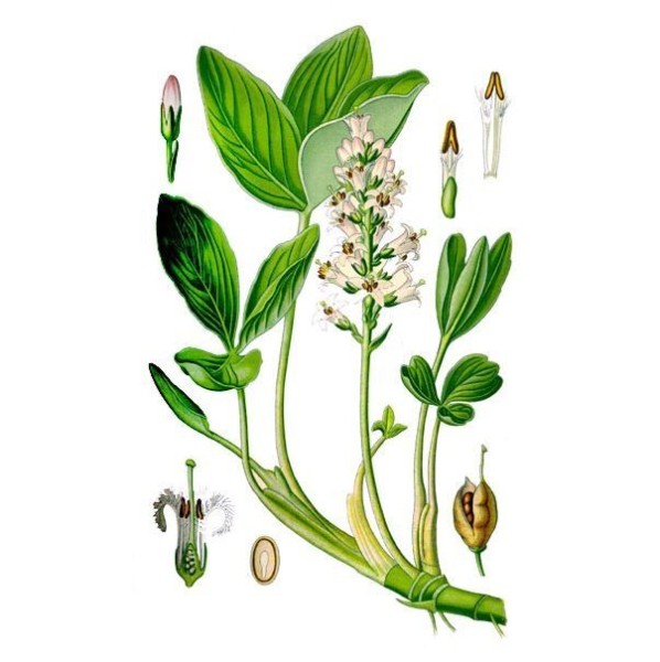 Вахта трехлистная