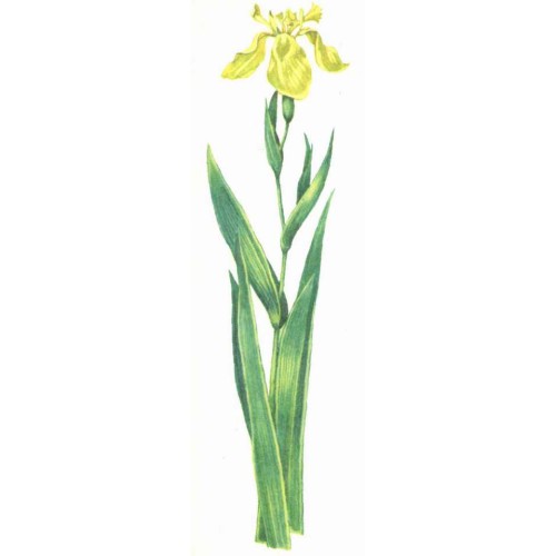 Ирис болотный фото