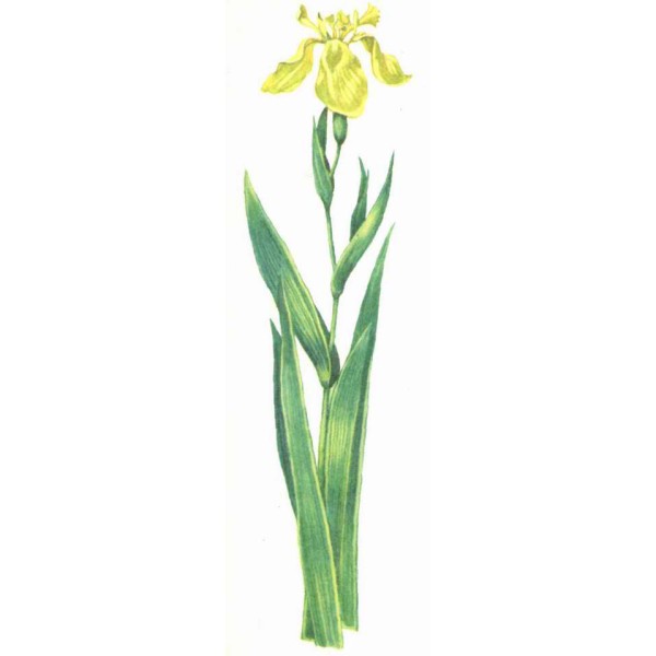 Ирис болотный