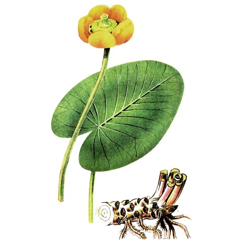 Кубышка жёлтая  фото