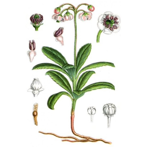 Зимолюбка зонтичная