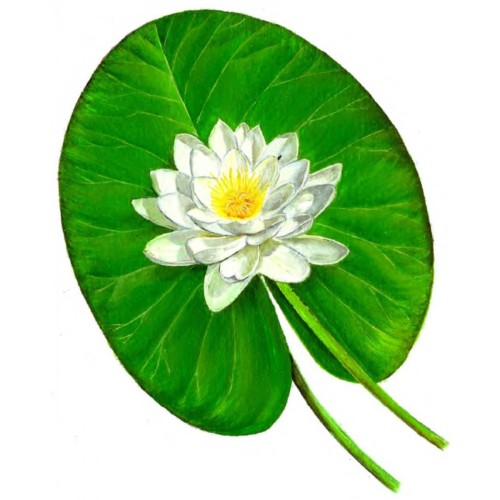 Кувшинка белая фото