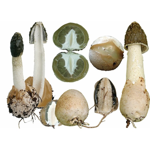 Весёлка обыкновенная