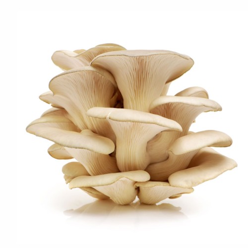 Вешенка обыкновенная фото