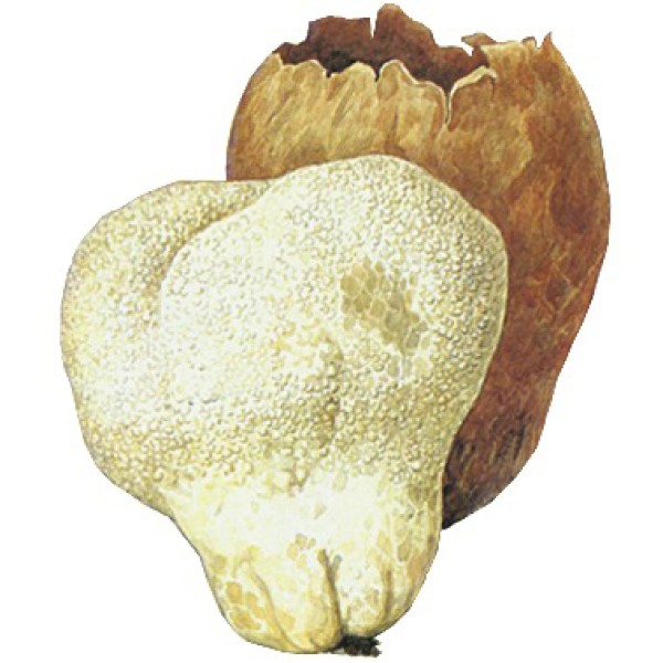 Головач мешковидный