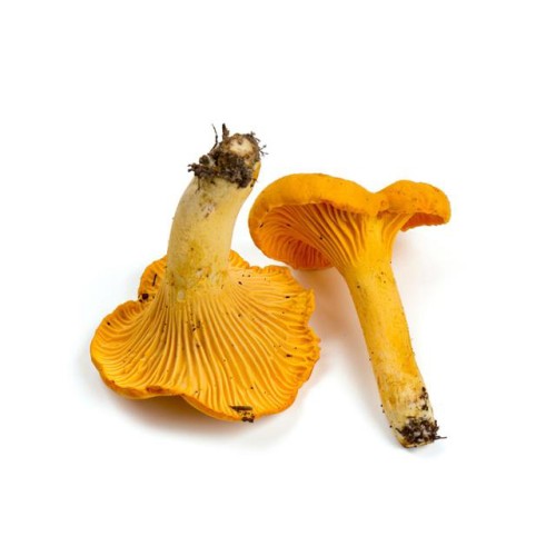 Лисичка обыкновенная фото