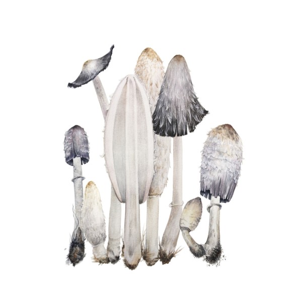 Навозник белый