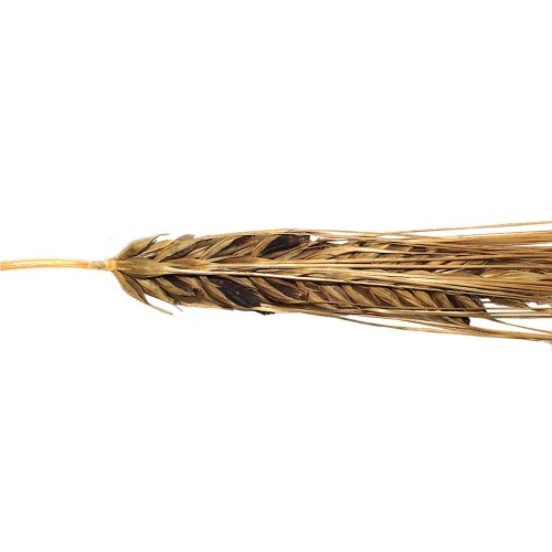 Спорынья обыкновенная фото