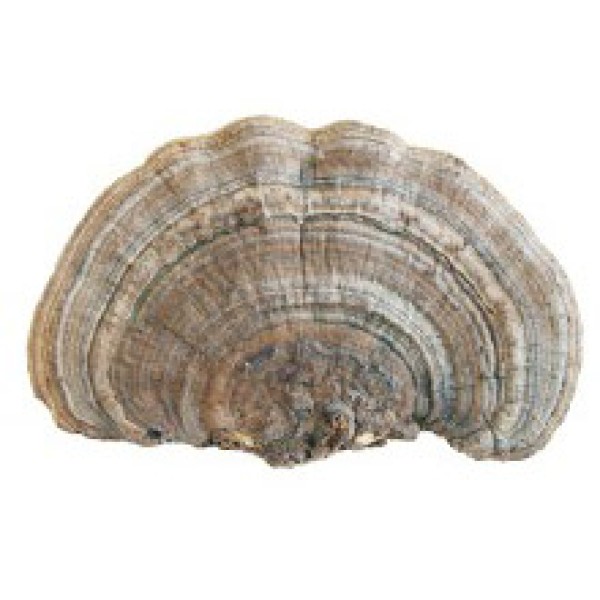 Трутовик плоский