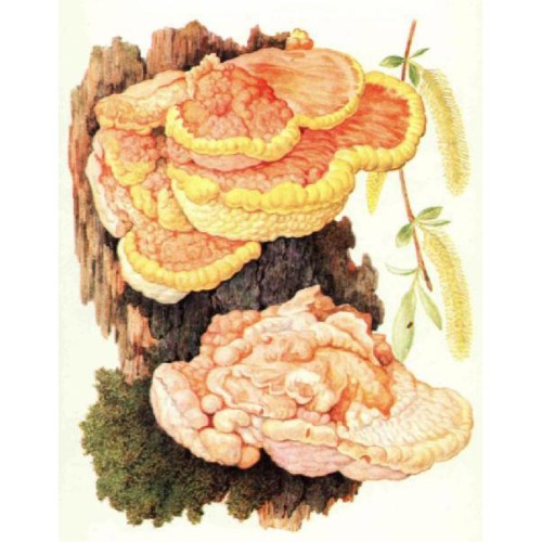 Трутовик серно-желтый фото