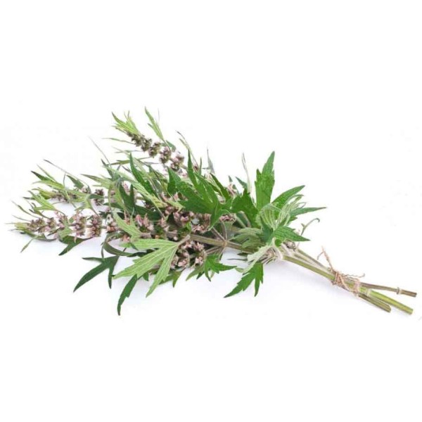 Пустырник сердечный