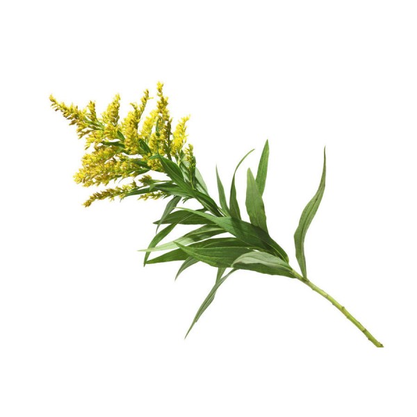 Золотарник канадский