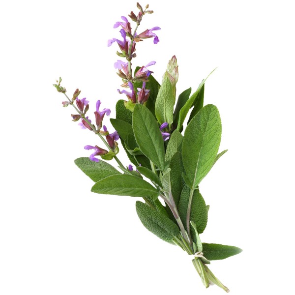 Шалфей лекарственный