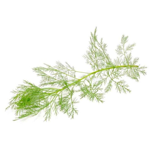 Полынь лечебная фото