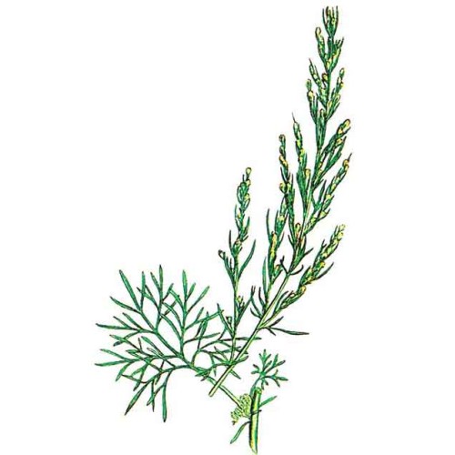 Полынь равнинная фото