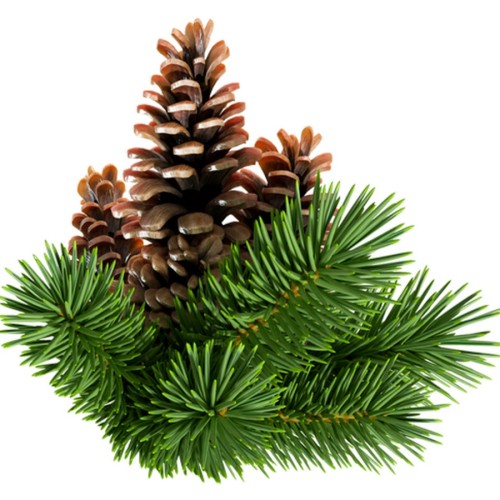 Пихта сибирская фото