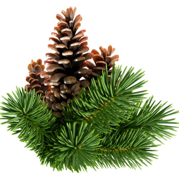 Пихта сибирская