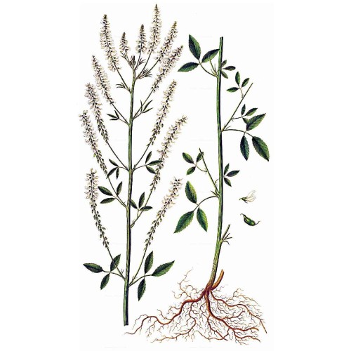 Донник белый фото