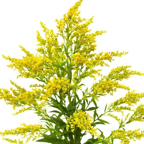 Золотарник обыкновенный фото