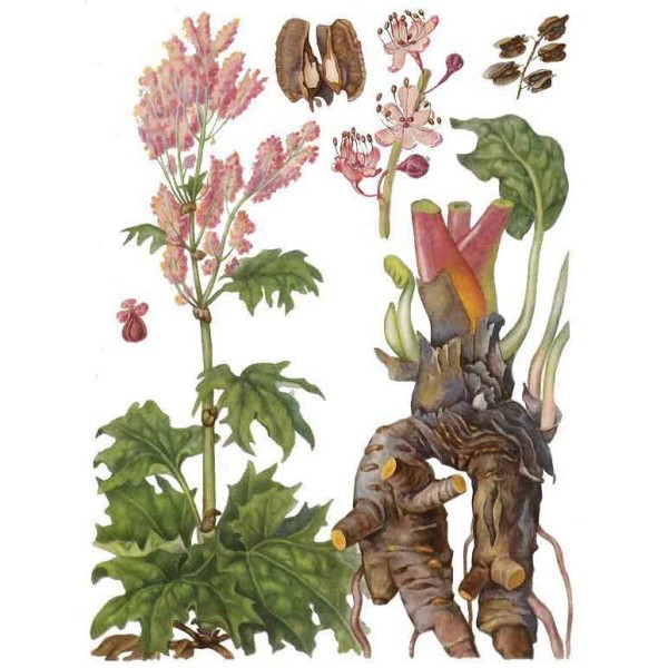 Ревень пальчатый