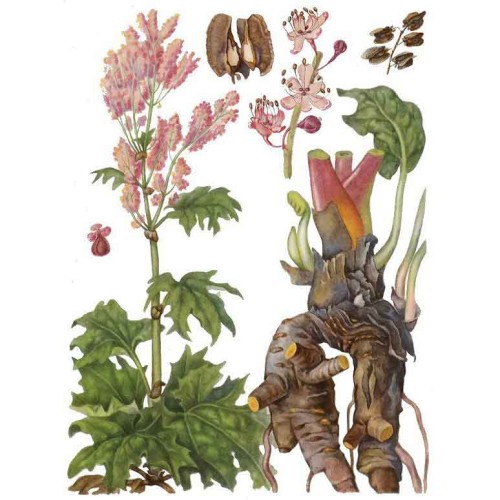 Ревень пальчатый фото