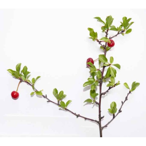 Вишня кустарниковая фото