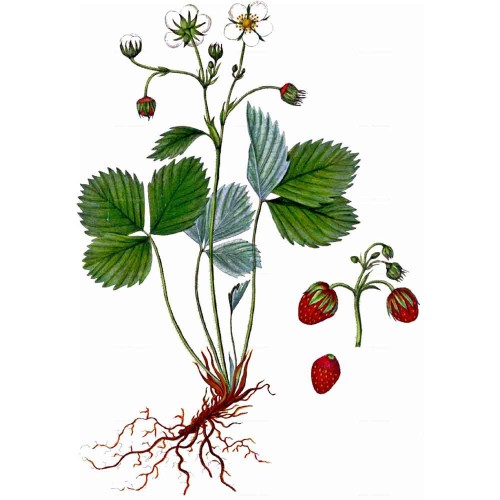 Земляника зелёная фото