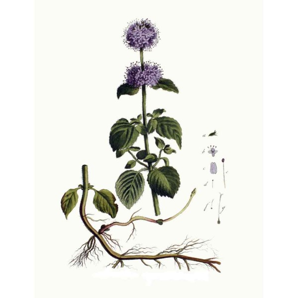 Мята водяная