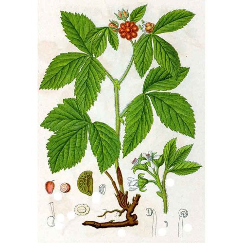 Костяника каменистая фото