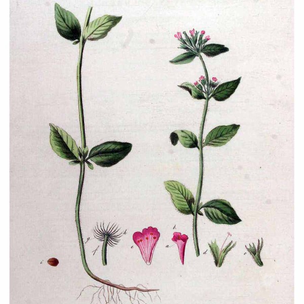 Пахучка обыкновенная