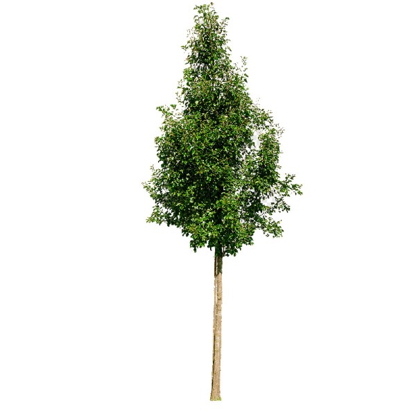 Груша лесная