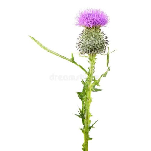 Бодяк обыкновенный фото