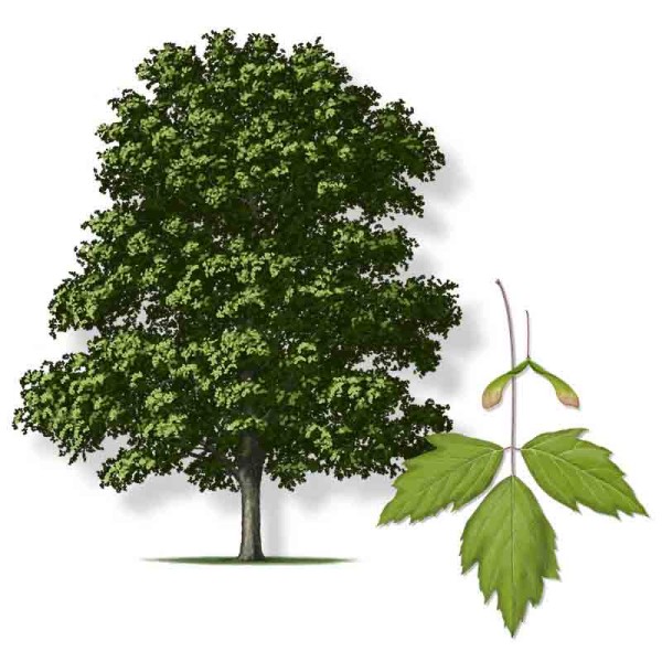 Клен ясенелистный