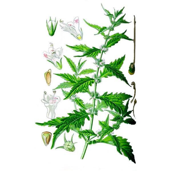 Зюзник европейский