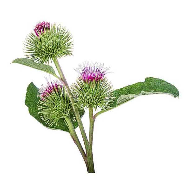 Бодяк полевой