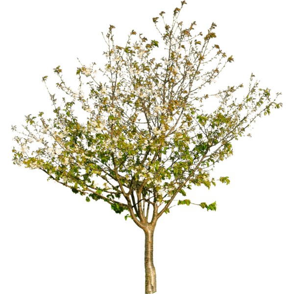 Яблоня лесная