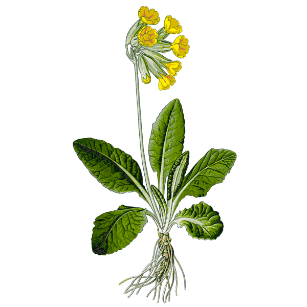 Первоцвет весенний