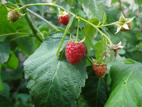 Малина обыкновенная фото