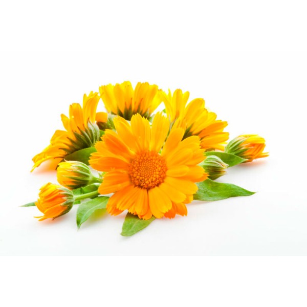 Календула лекарственная