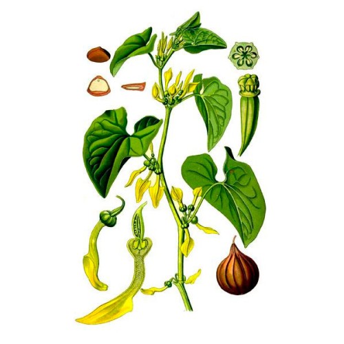 Кирказон обыкновенный фото